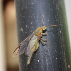 Green Weaver Ant Queen