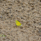 yellow butterfly