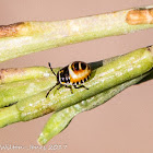 Ornate Shieldbug nymph