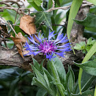 Cornflower