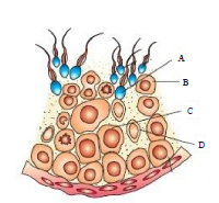 Spermatogenesis