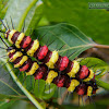 Leopard Lacewing's Caterpillar