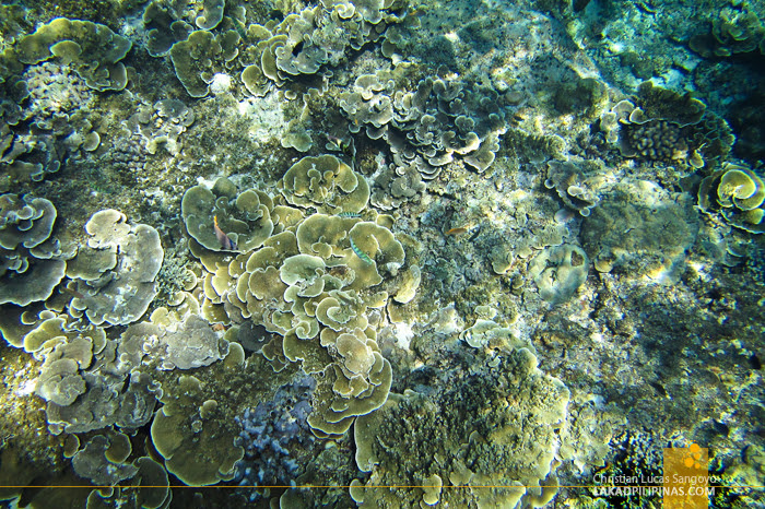 Gili Trawangan Snorkeling Lombok Indonesia