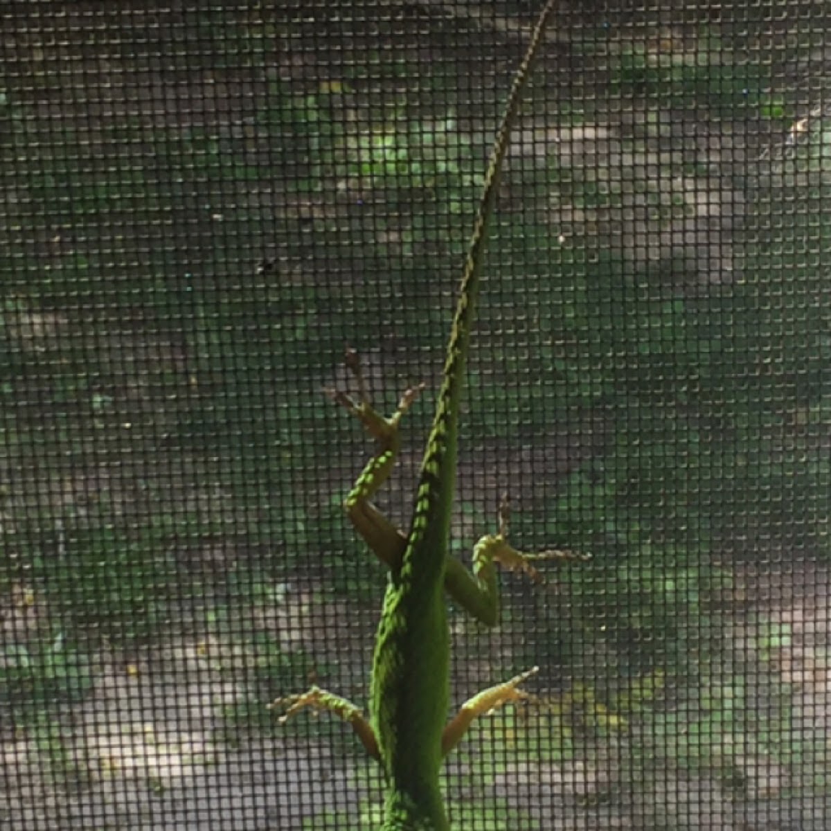 Green Anole