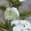 Large White