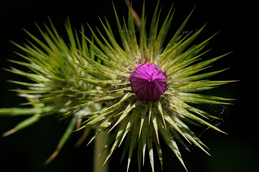 Galactites tomentosus tomentosa