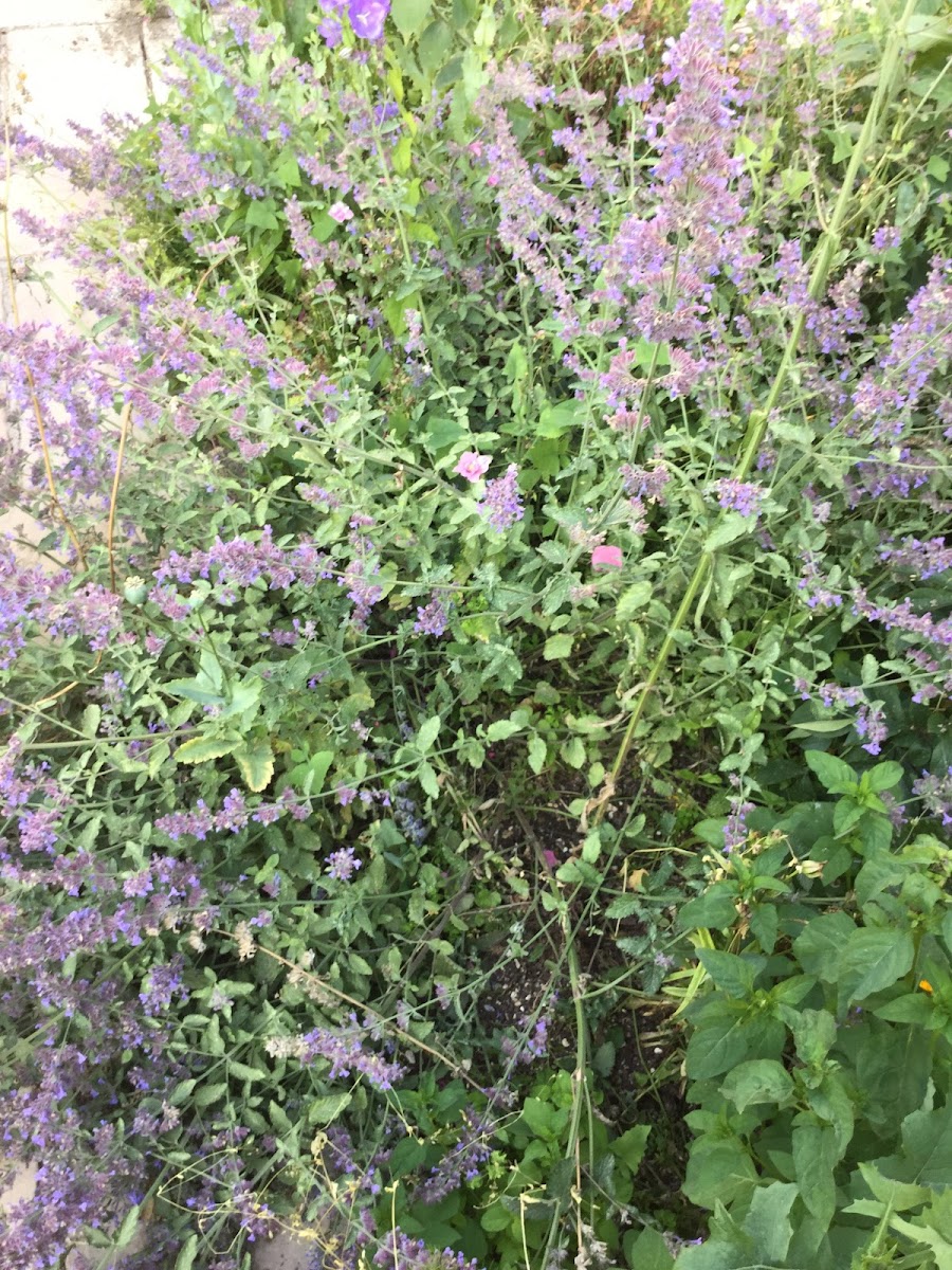 Catmint