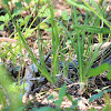 Six-lined Racerunner