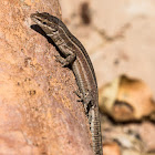 Iberian Wall Lizard