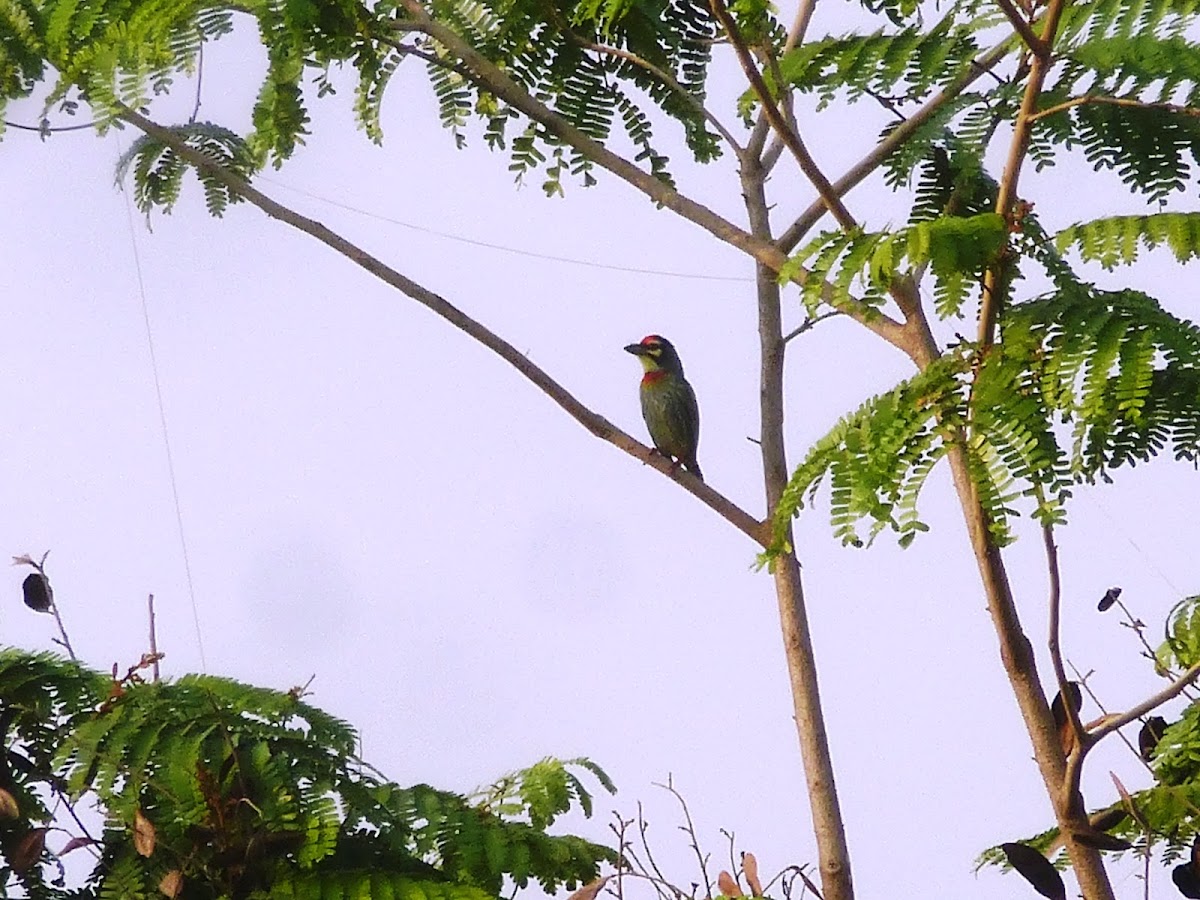 Coppersmith Barbet