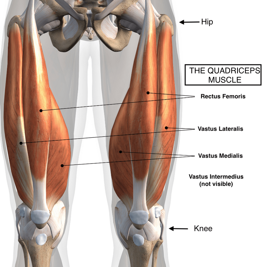 Pistol Squat Muscles Worked Quads