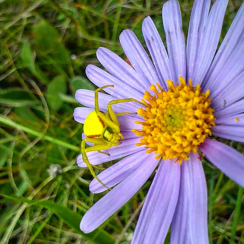 Inizio estate di Orsobubusettee