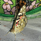 Painted lady