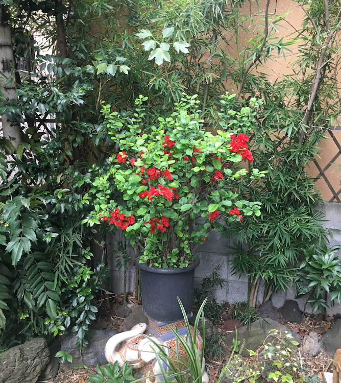 コペンの春☘️の花便り祭り!第十ニ弾!新川千本桜を楽しみました！・幸せは自分自身で見出す物で他人から与えられる物では有りません！最高だね！・貧乏しても心❤️の貧乏人には成りたく無いですね！最高だね！・妬み!僻み!は持たず!心❤️豊かに過ごしましょう!最高だね！・人は人です!自分の納得出来る生き方をしましょう!最高だね！に関するカスタム事例の投稿画像73枚目