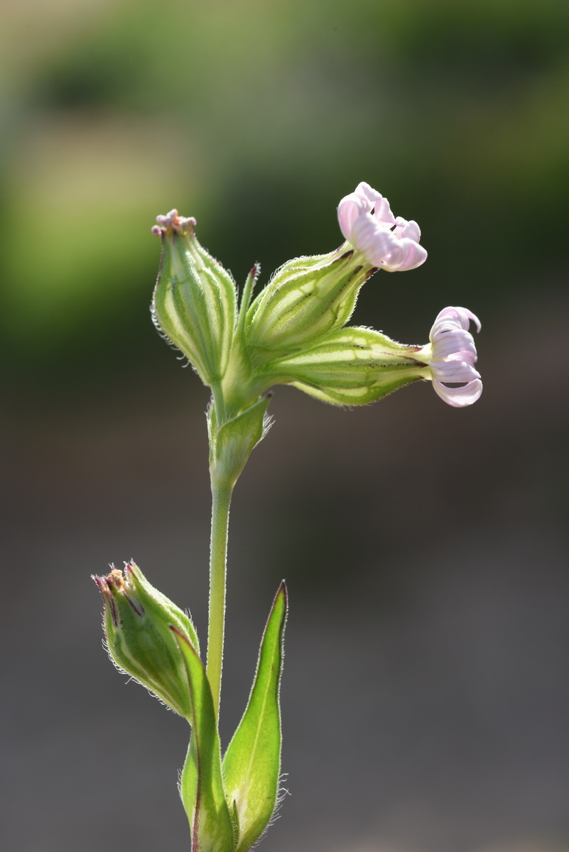 Apetalous Campion