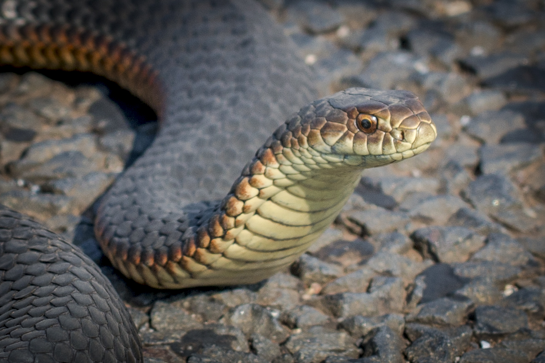 Lowland copperhead