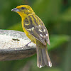 Flame-colored tanager