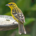 Flame-colored tanager