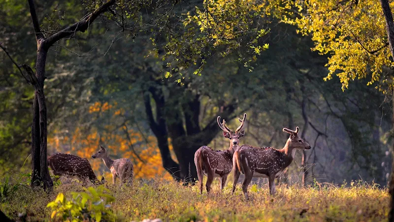 Kanha_National_Park