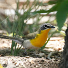 Yellow-breasted Chat