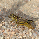 Two-striped Grasshopper