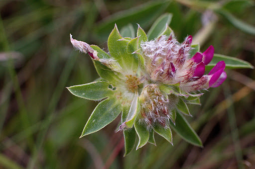 Anthyllis vulneraria subsp. iberica