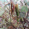 Praying Mantis (mating)