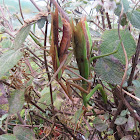 Praying Mantis (mating)