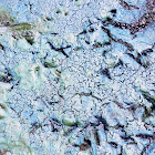 Blue-green algae