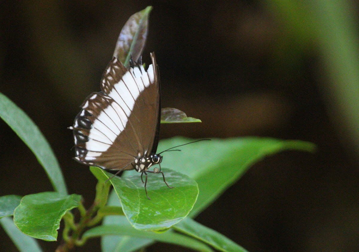 Zethera pimplea