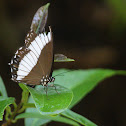 Zethera pimplea