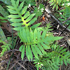 Netted Chain Fern