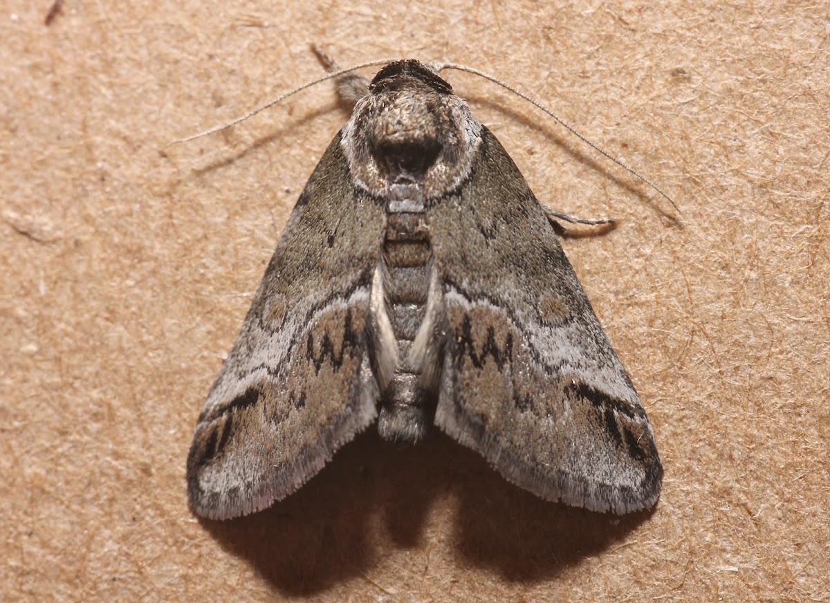 Small Baileya Moth - 8973