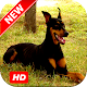 Download Doberman Pinscher Wallpapers For PC Windows and Mac 1.1