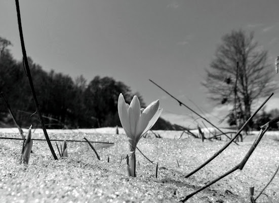 Tra la neve di Rosa