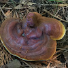 bracket Fungus