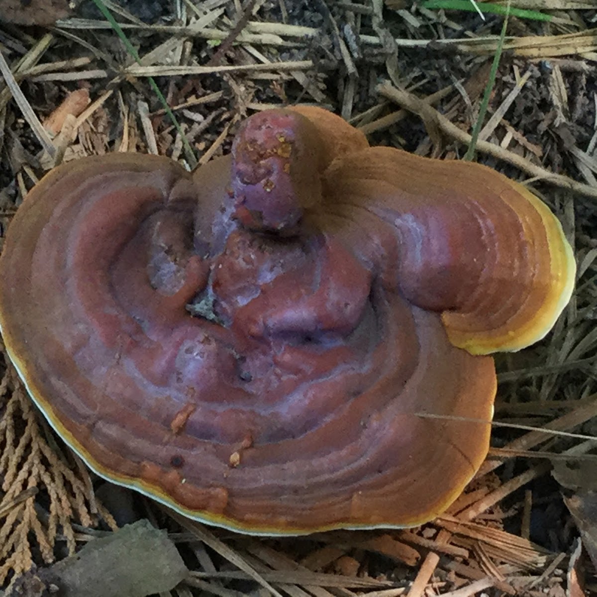 bracket Fungus