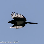 Magpie; Urraca