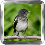 birdsong kacer master Apk