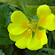 Hairy Cinquefoil