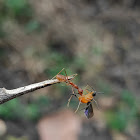 Asian Weaver Ant