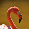 Greater Flamingo