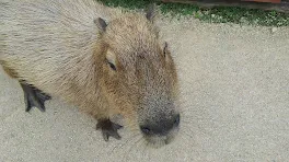 ぶりっ子からのいじめ