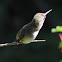 Ruby-throated Hummingbird