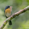 TICKELL'S BLUE FLYCATCHER