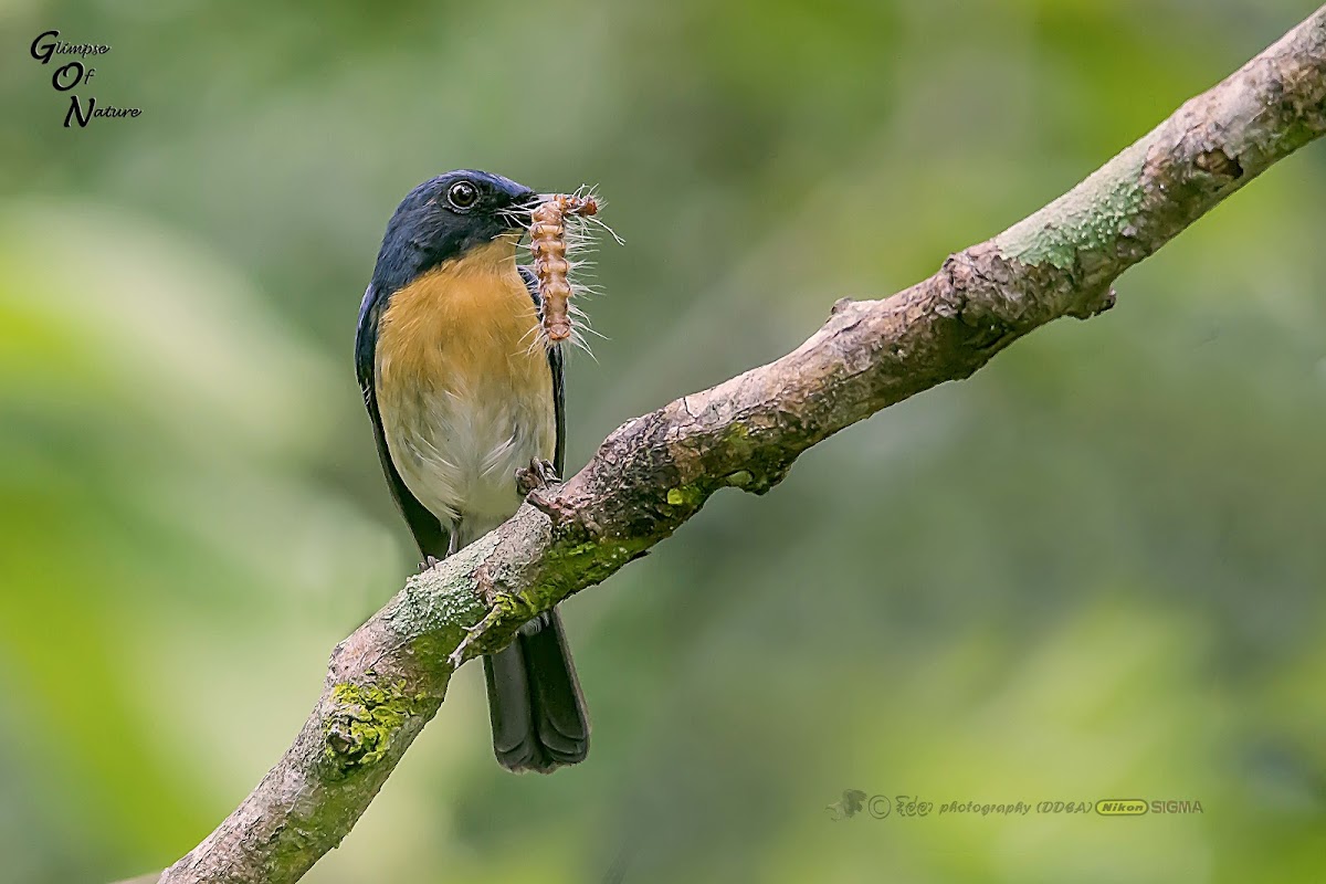 TICKELL'S BLUE FLYCATCHER