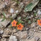 Scarlet Pimpernel