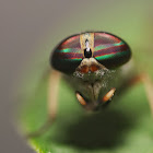 Striped Horse Fly