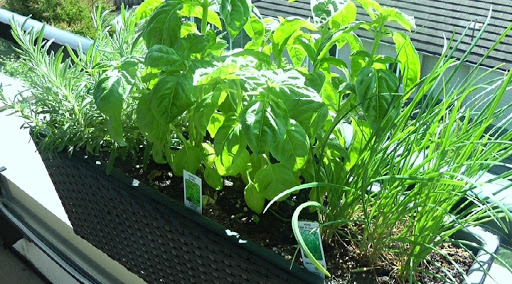 A planter with three different herbs