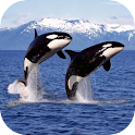 Orca Wallpaper icon
